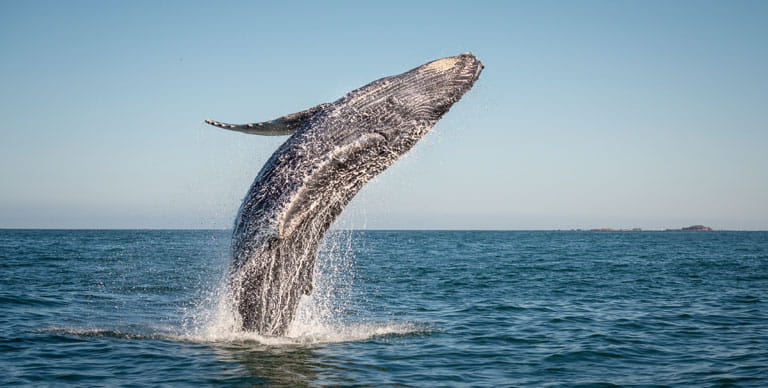 Humpback whale